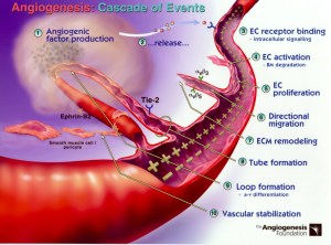 AngiogenesisCascadeofEventsdiagram