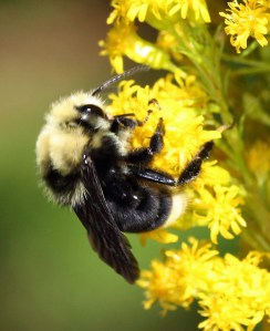 Bumble-bee-on-goldenrod-cropped