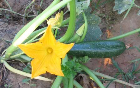 ZucchiniAndZucchiniFlower